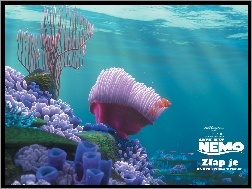 Gdzie Jest Nemo, rafa, dno